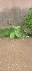Calotropis procera