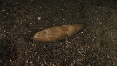 Synapturichthys kleinii