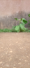 Calotropis procera