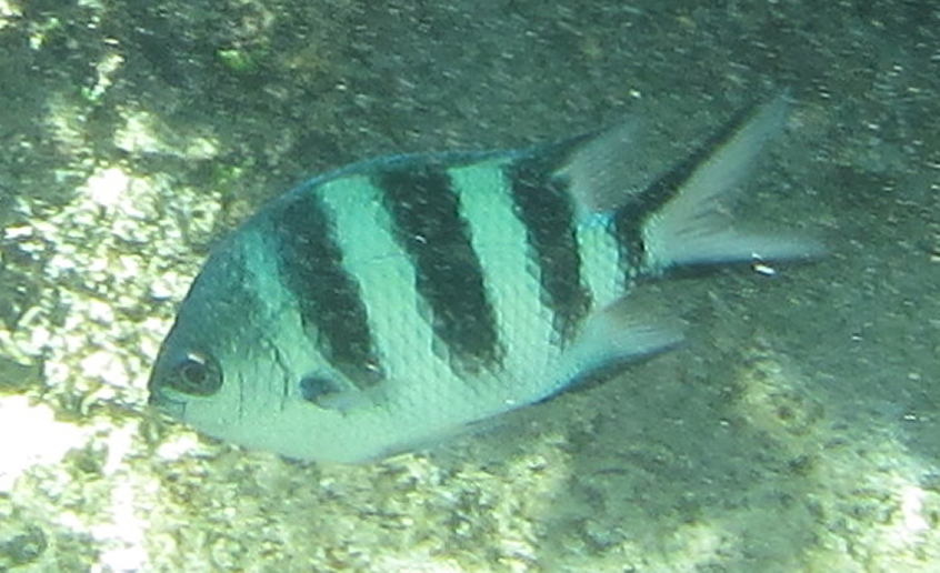 Natal Sergeant