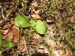 Platanthera bifolia