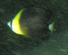 Chaetodon blackburnii
