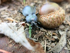 Carabus sylvosus