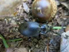 Carabus sylvosus