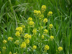 Barbarea vulgaris