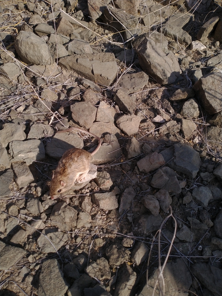 Bailey's Pocket Mouse