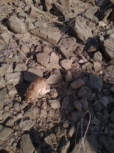 Bailey's Pocket Mouse