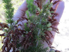 Erica intermedia intermedia