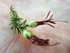 Erica intermedia intermedia