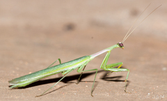 Miomantis caffra