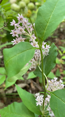 Asclepias quadrifolia