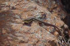 Gerrhosaurus flavigularis