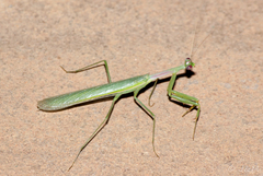 Miomantis caffra