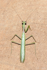 Miomantis caffra