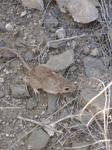Desert Pocket Mouse