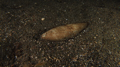 Synapturichthys kleinii