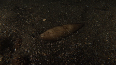 Synapturichthys kleinii