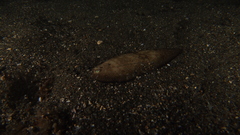 Synapturichthys kleinii