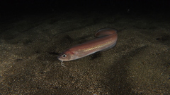 Ophidion