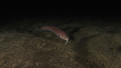 Ophidion