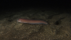 Ophidion