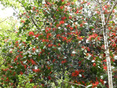 Peraxilla colensoi