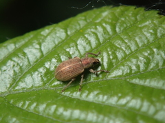 Polydrusus leucaspis