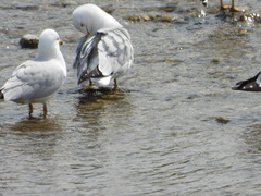 Larus delawarensis