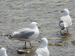 Larus delawarensis