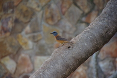 Monticola rupestris