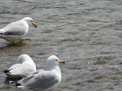 Larus delawarensis