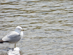 Larus delawarensis