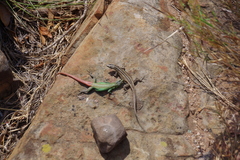 Platysaurus orientalis
