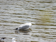 Larus delawarensis
