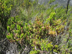Erica intermedia intermedia
