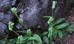 Pterostylis oliveri