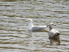Larus argentatus