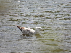 Larus argentatus