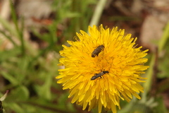 Oedemera pthysica
