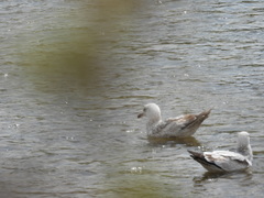 Larus argentatus
