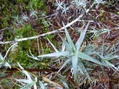 Dracophyllum pubescens