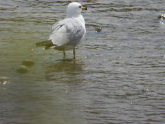Larus delawarensis