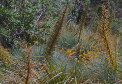 Aciphylla glaucescens