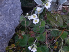 Geum cockaynei