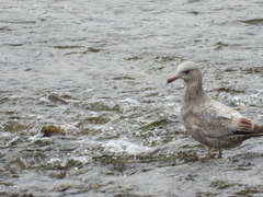 Larus argentatus