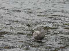 Larus argentatus