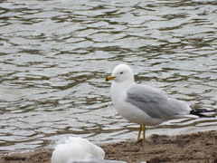 Larus delawarensis