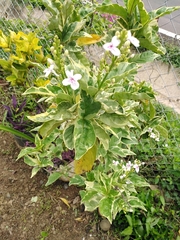 Pseuderanthemum carruthersii