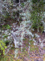 Dracophyllum pubescens