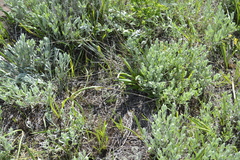 Colchicum bulbocodium versicolor